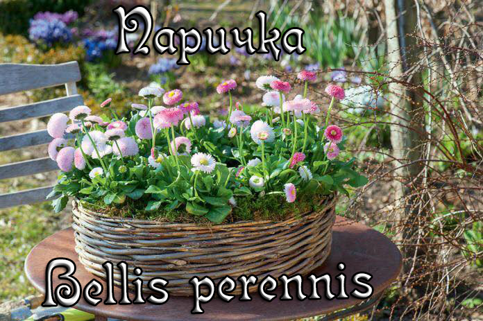 Паричка-Bellis-perennis. Описание, разпространение, артистично декориране в дома и градината.