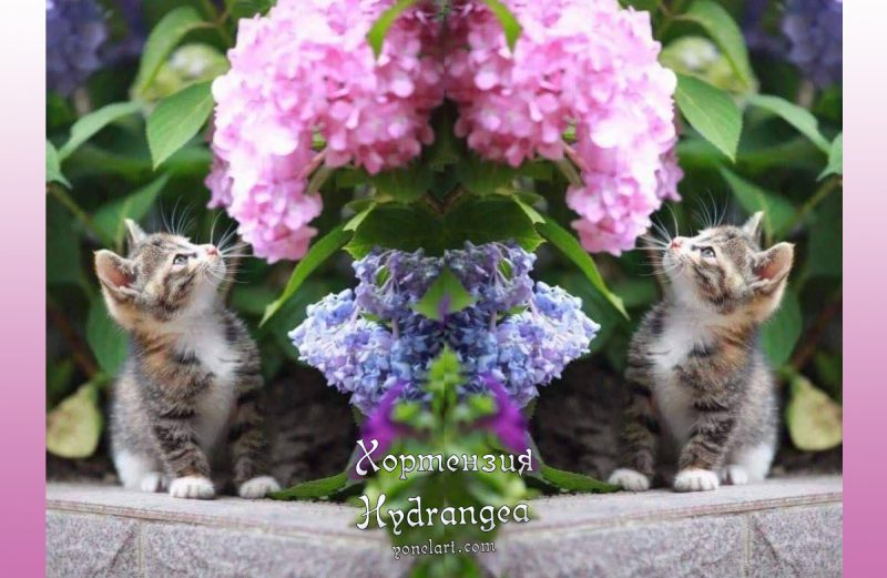 Хортензия/Hydrangea. Значение, аранжиране, отглеждане, видео.
