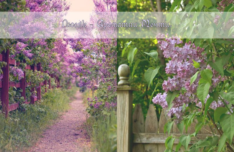 Syringa Люляк. Символика, легенди, рецепти, стихове.